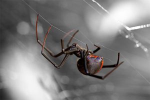 Get rid of spiders with mosquito joe - pearland, tx